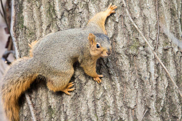 Fox squirrel clinging to tree.