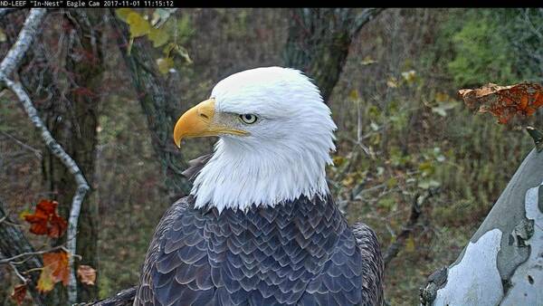Bald Eagle at ND-LEEF