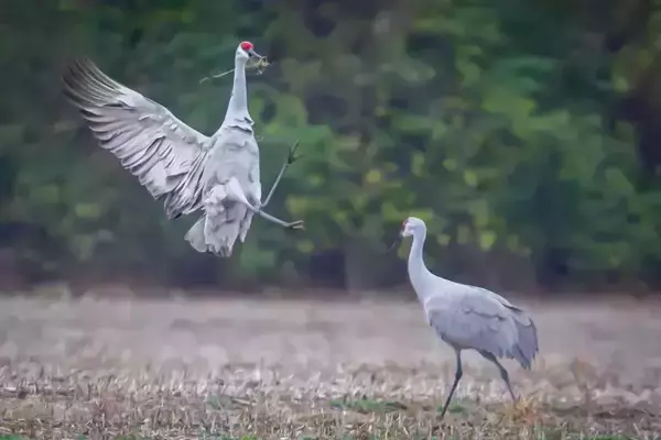 A light gray Sandhill Crane with a red head patch flies, wings spread, carrying nest material in its beak. Another crane with a red patch walks below in a brown field, with green trees behind.